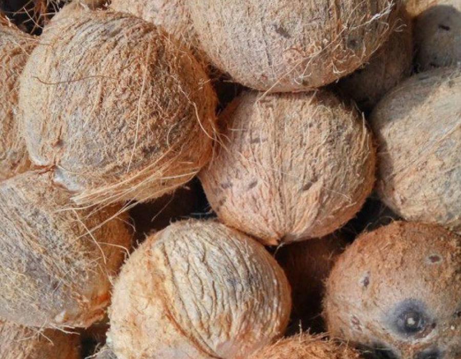 Thủ tục nhập khẩu dừa khô 